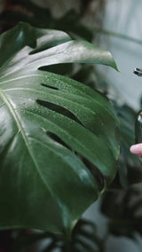 The Botanical Tray – Big